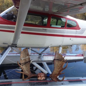 antlers in transport