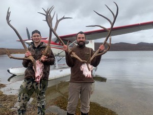 Nelchina_caribou_antlers