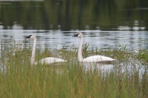 Trumpter Swans on Bunco Lake