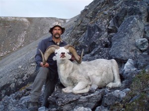 mountain sheep hunting